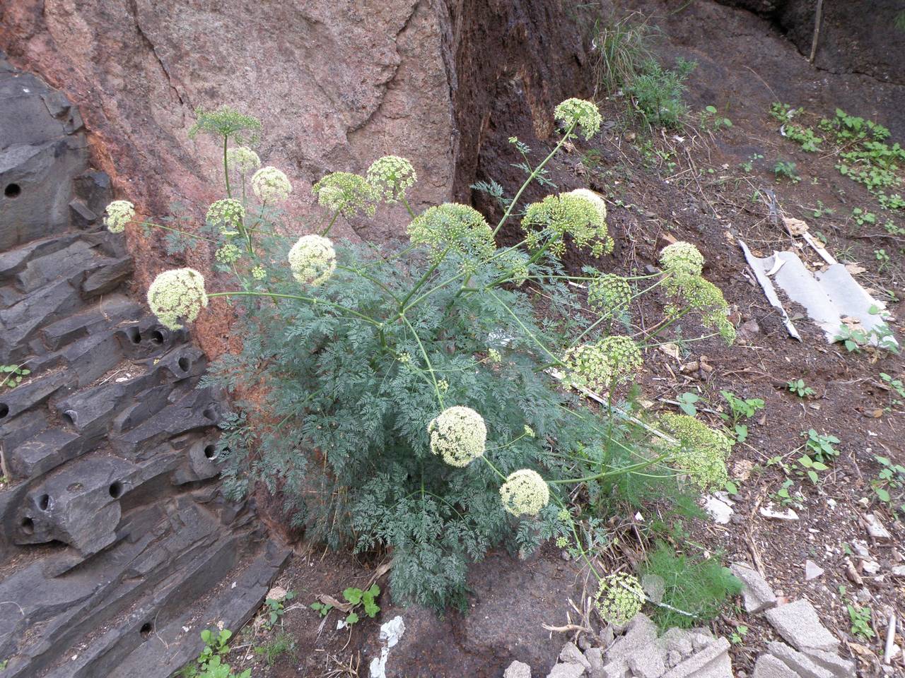 Todaroa aurea Parl., Africa (AFR) (Spain)
