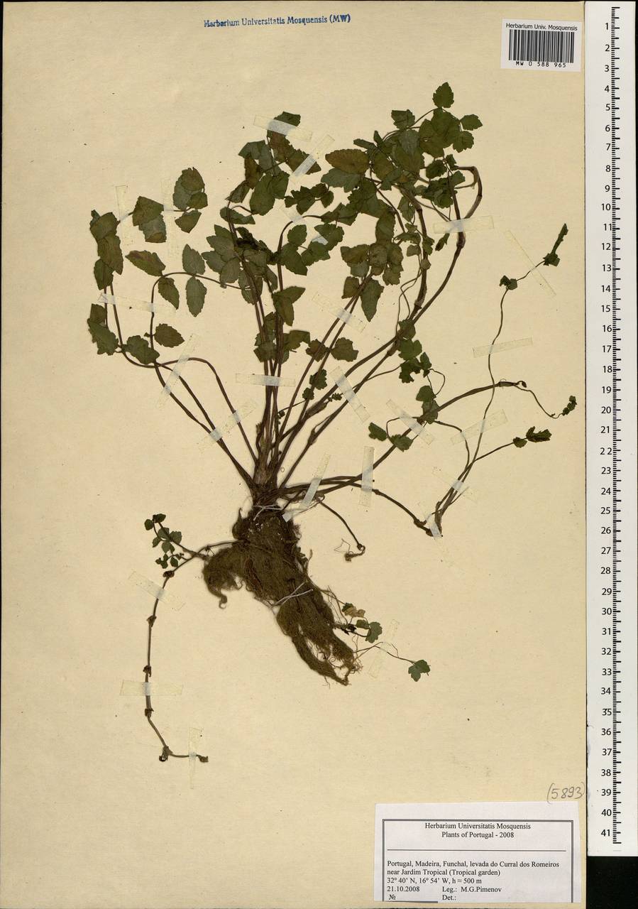 Apiaceae, Africa (AFR) (Portugal)