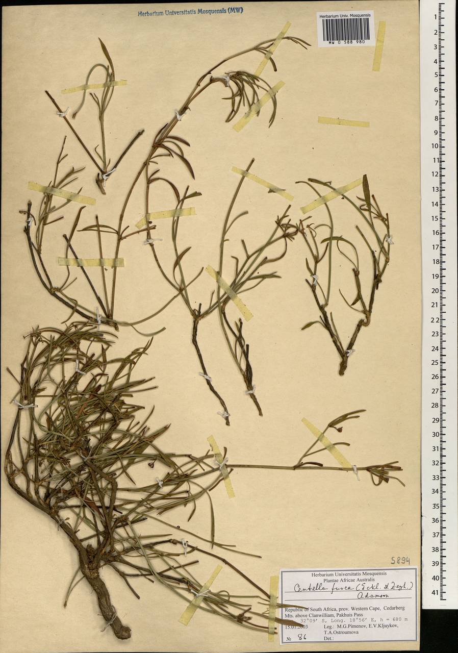 Centella fusca (Eckl & Zeyh.) Adamson, Africa (AFR) (South Africa)