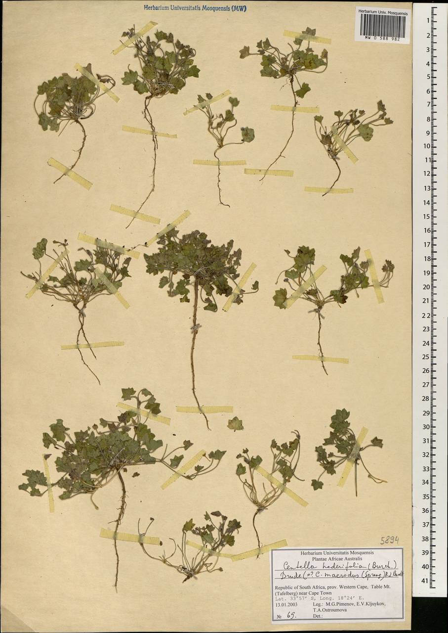 Centella macrodus (Spreng.) B.L. Burtt, Africa (AFR) (South Africa)
