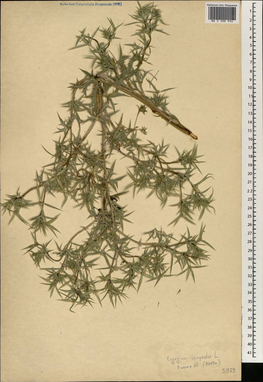 Eryngium campestre L., Africa (AFR) (Morocco)