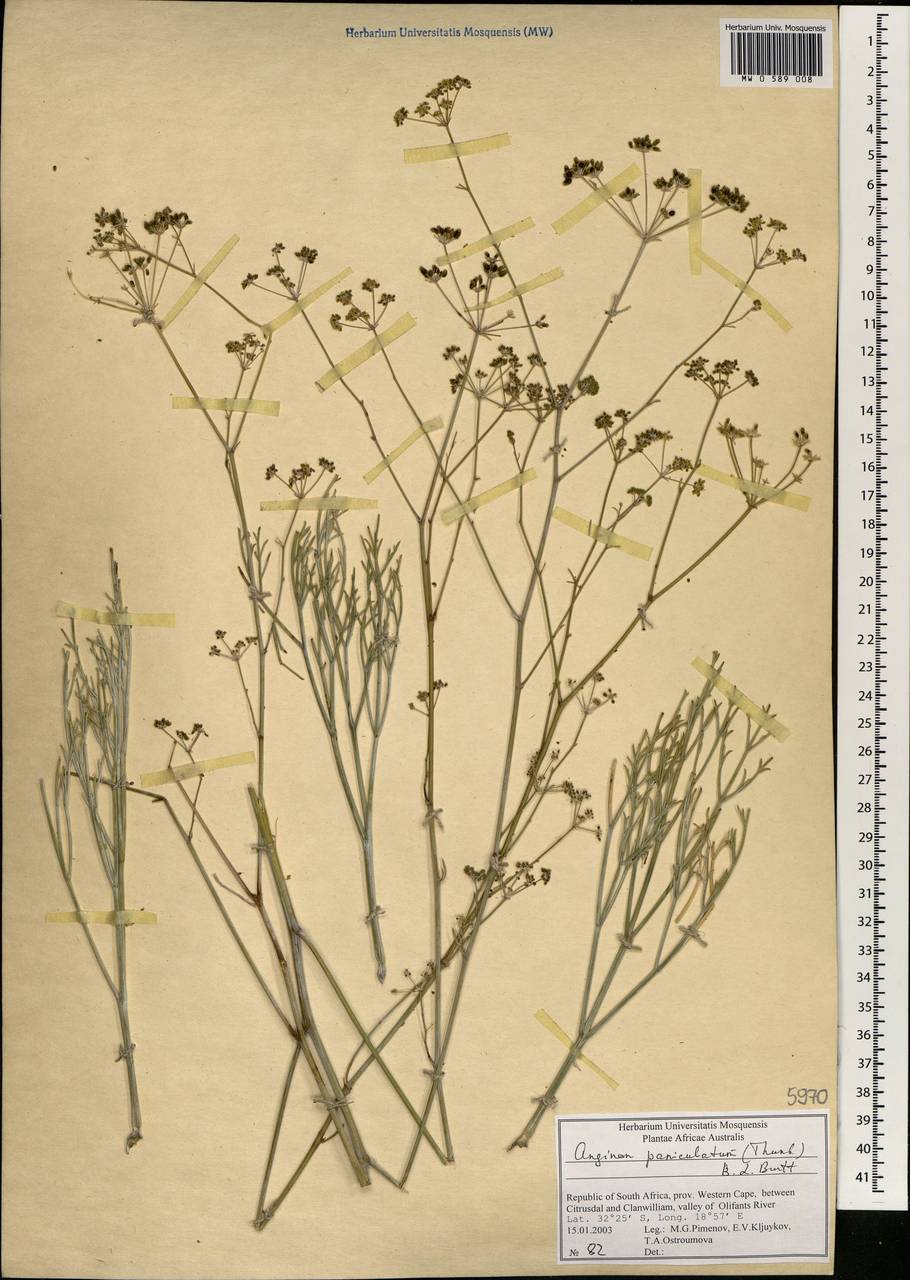 Anginon paniculatum (Thunb.) B.L. Burtt, Africa (AFR) (South Africa)