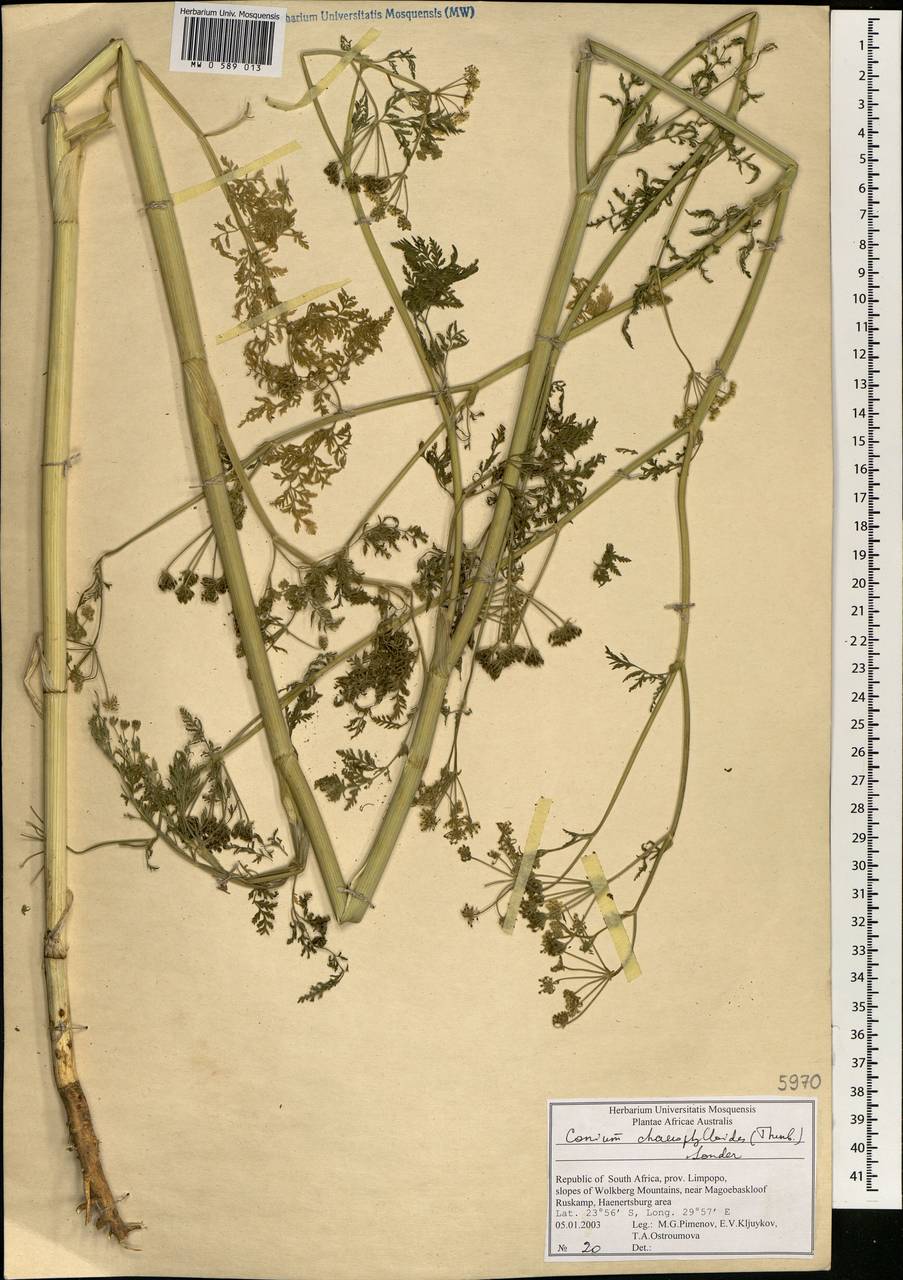 Conium chaerophylloides (Thunb.) Eckl. & Zeyh., Africa (AFR) (South Africa)