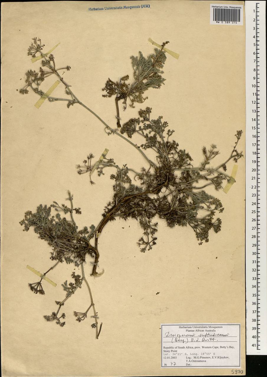 Dasispermum suffruticosum (Bergius) B.L. Burtt, Africa (AFR) (South Africa)