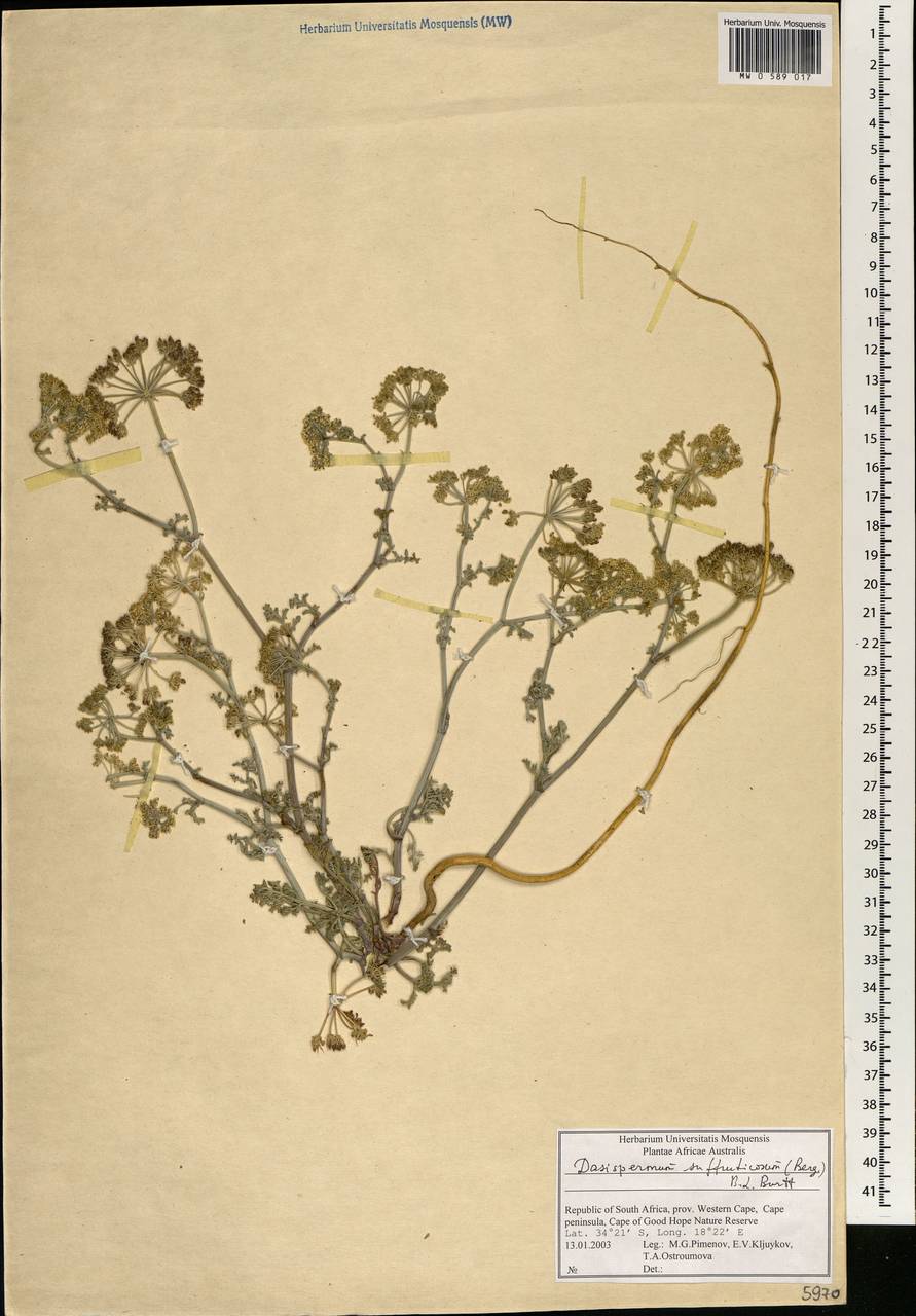 Dasispermum suffruticosum (Bergius) B.L. Burtt, Africa (AFR) (South Africa)