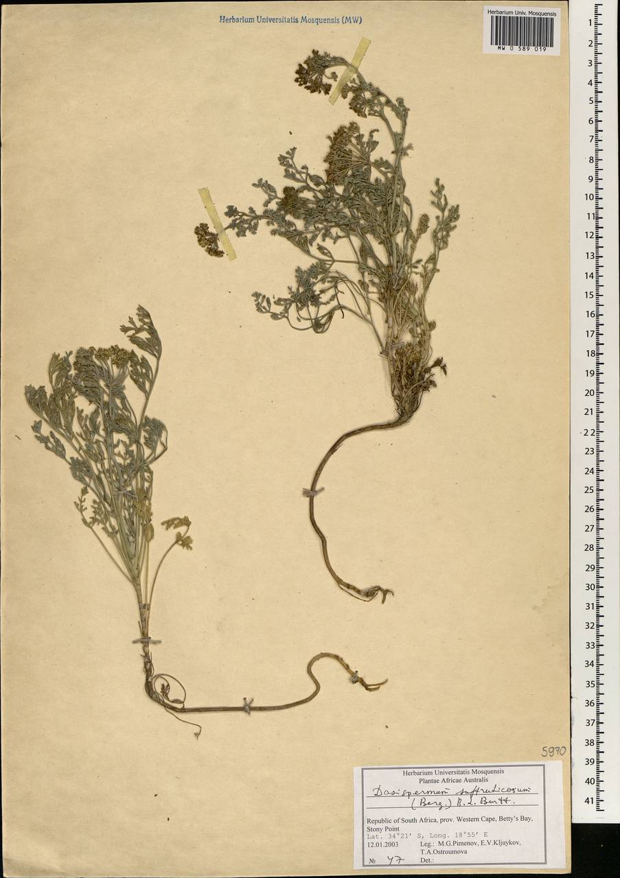 Dasispermum suffruticosum (Bergius) B.L. Burtt, Africa (AFR) (South Africa)
