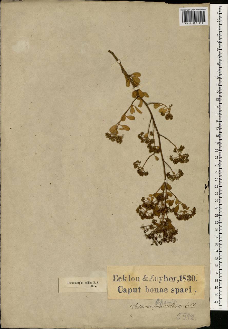Heteromorpha arborescens var. collina (Eckl. & Zeyh.) Sond., Africa (AFR) (South Africa)