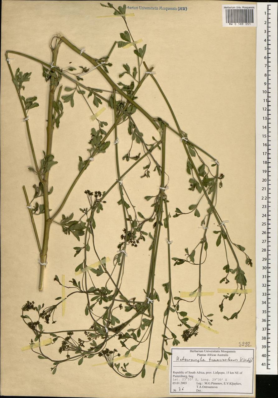 Heteromorpha stenophylla var. transvaalensis (Schltr. & H. Wolff) P.J.D. Winter, Africa (AFR) (South Africa)