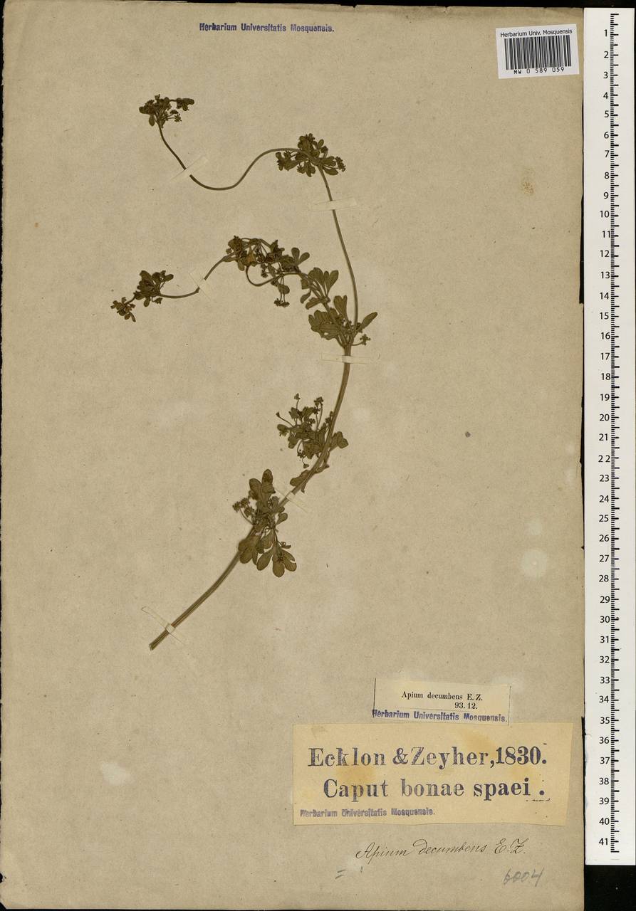 Apium graveolens L., Africa (AFR) (South Africa)