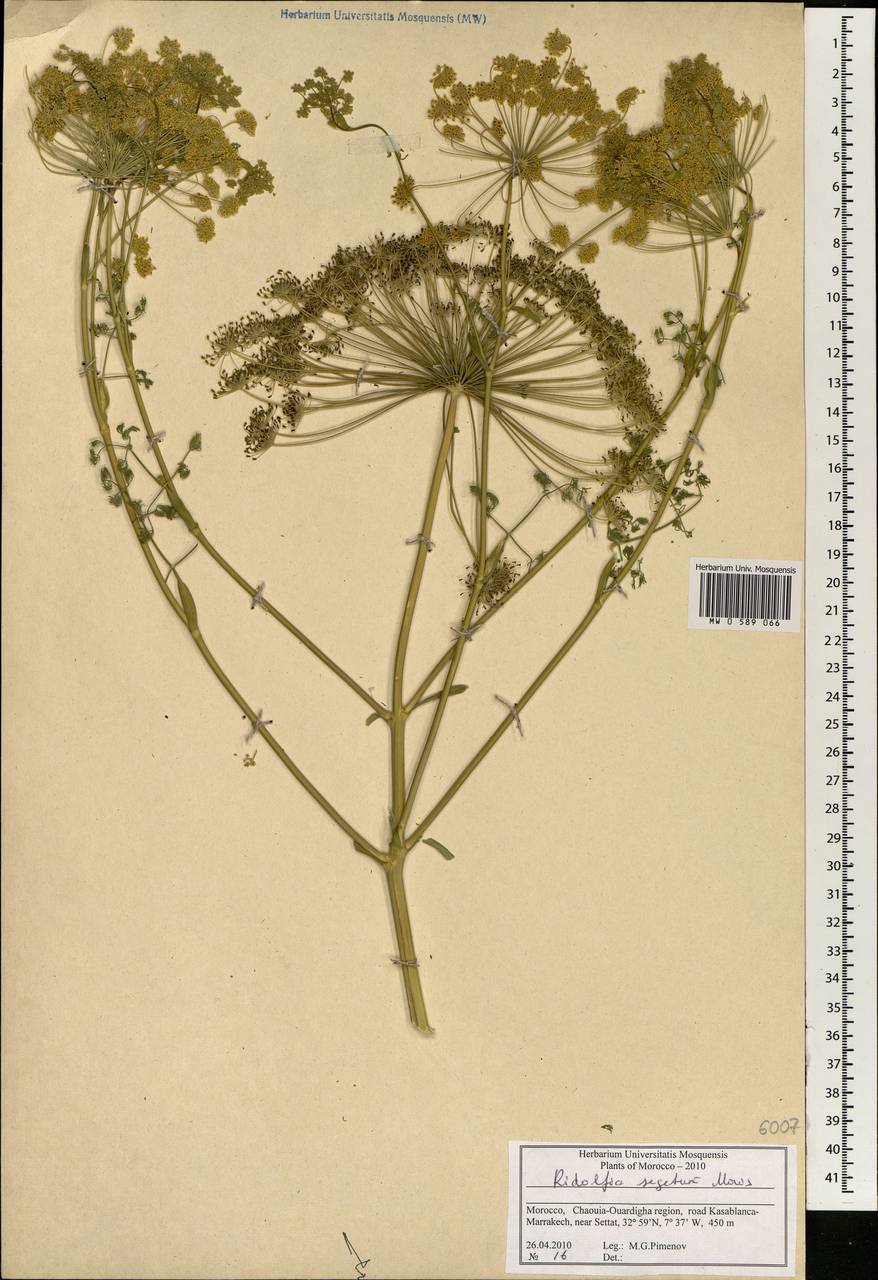 Ridolfia segetum (L.) Moris, Africa (AFR) (Morocco)