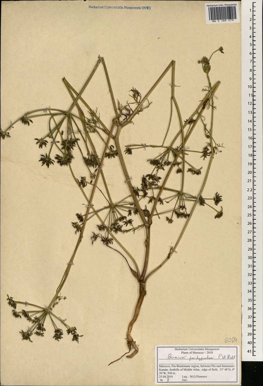 Bunium pachypodum P. W. Ball, Africa (AFR) (Morocco)
