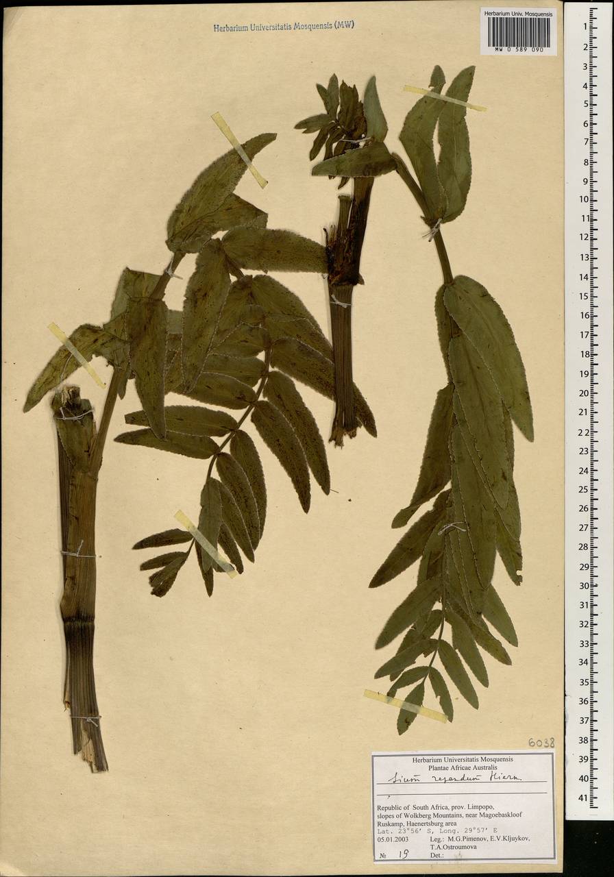 Berula repanda (Hiern) Spalik & S. R. Downie, Africa (AFR) (South Africa)