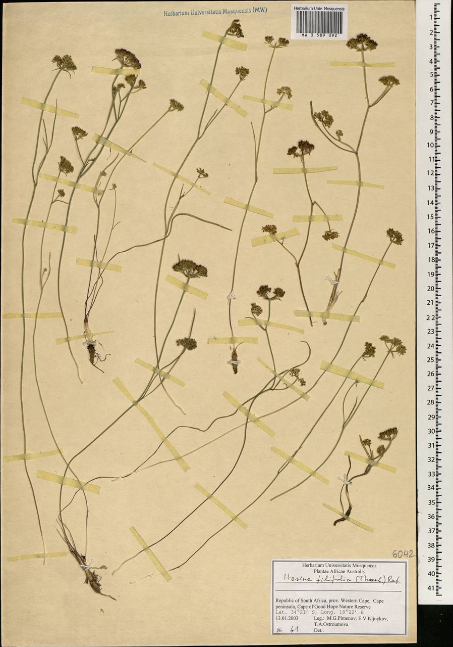 Itasina filifolia (Thunb.) Raf., Africa (AFR) (South Africa)