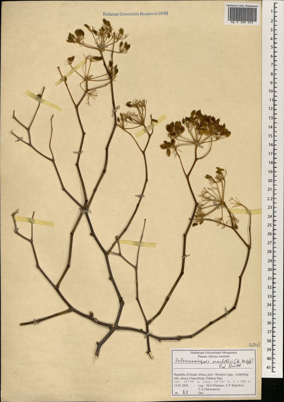 Polemanniopsis marlothii (H. Wolff) B.L. Burtt ex Engl., Africa (AFR) (South Africa)
