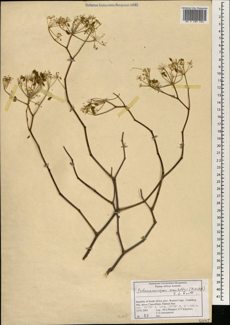 Polemanniopsis marlothii (H. Wolff) B.L. Burtt ex Engl., Africa (AFR) (South Africa)