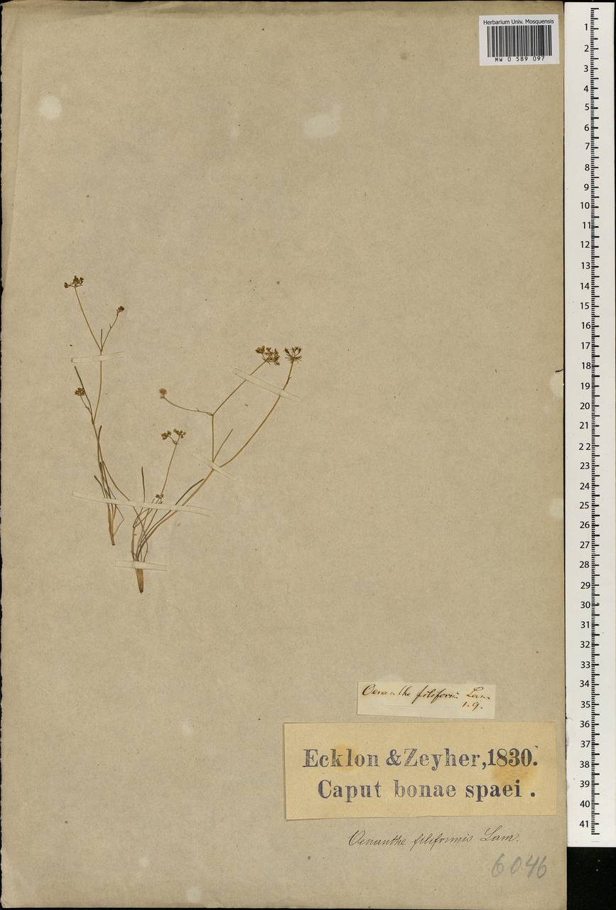 Itasina filifolia (Thunb.) Raf., Africa (AFR) (South Africa)