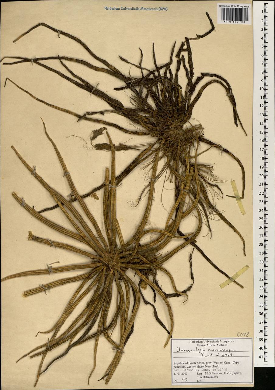 Annesorhiza macrocarpa Eckl. & Zeyh., Africa (AFR) (South Africa)