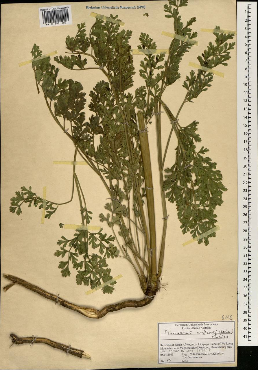 Afrosciadium caffrum (Meisn.) Winter, Africa (AFR) (South Africa)