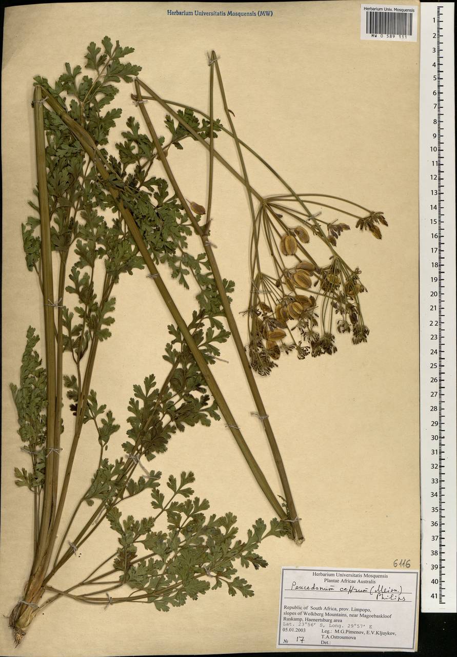 Afrosciadium caffrum (Meisn.) Winter, Africa (AFR) (South Africa)