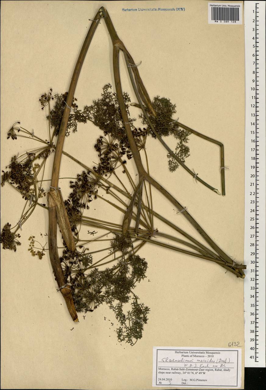 Thapsia meoides (Desf.) Guss., Africa (AFR) (Morocco)