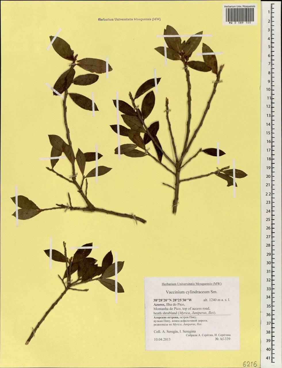 Vaccinium cylindraceum Sm., Africa (AFR) (Portugal)
