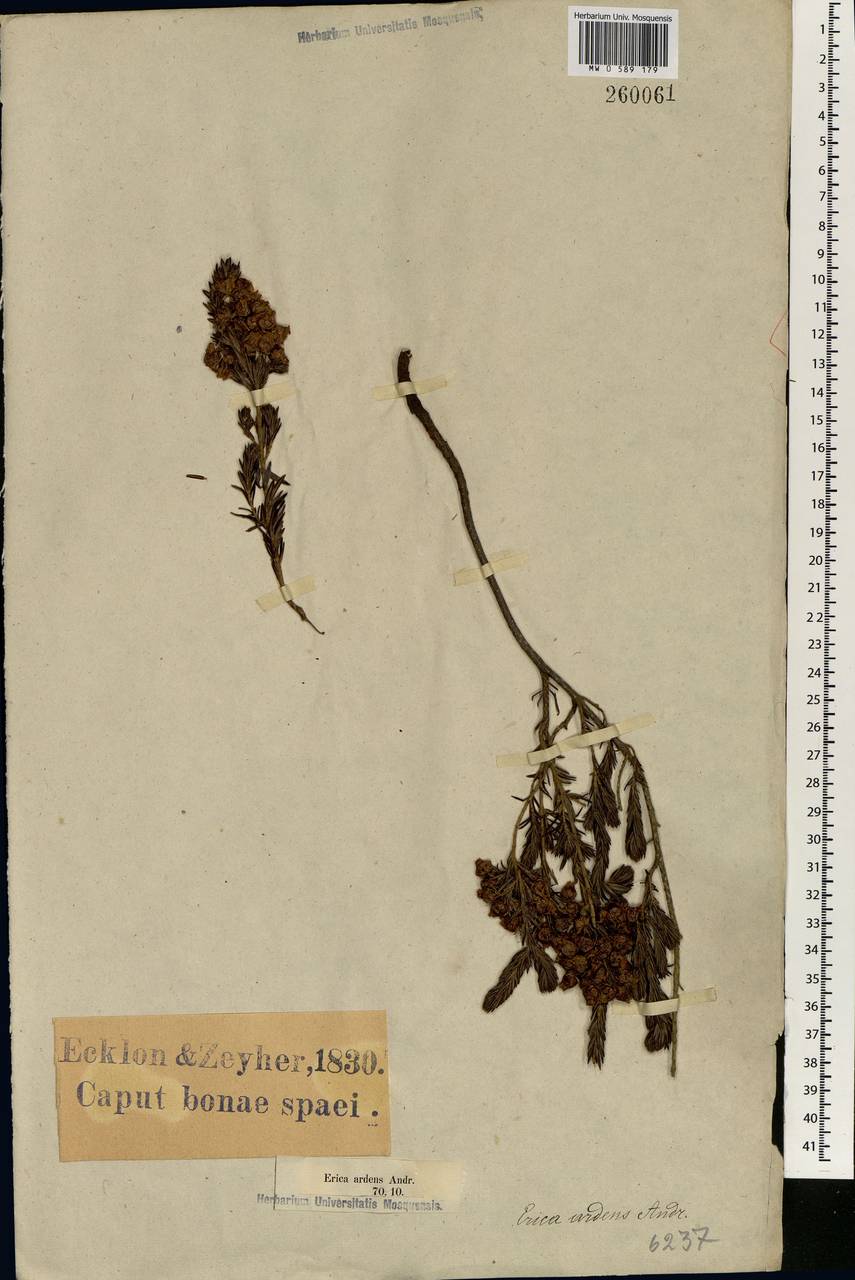 Erica ardens Andrews, Africa (AFR) (South Africa)