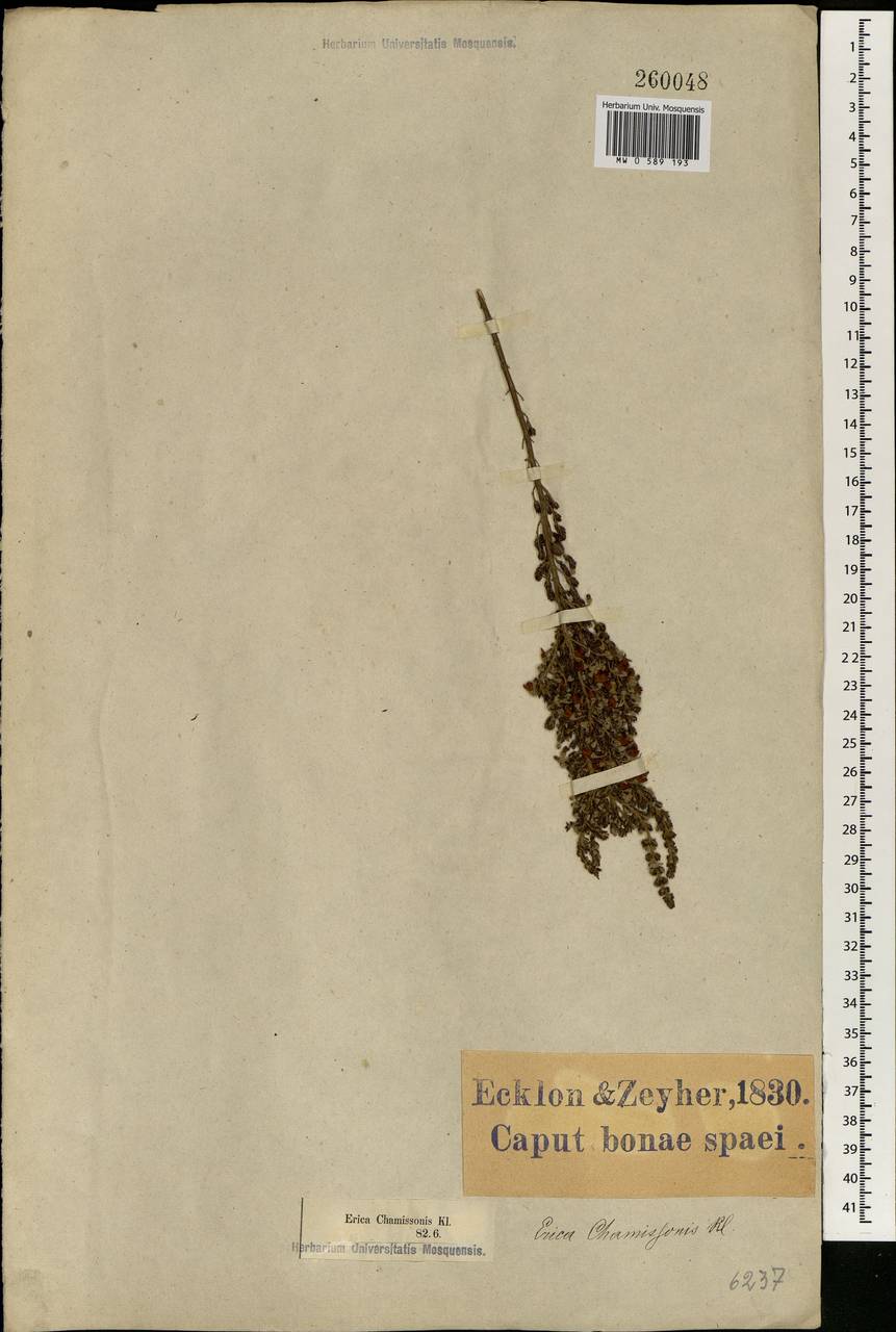 Erica chamissonis Klotzsch ex Benth., Africa (AFR) (South Africa)