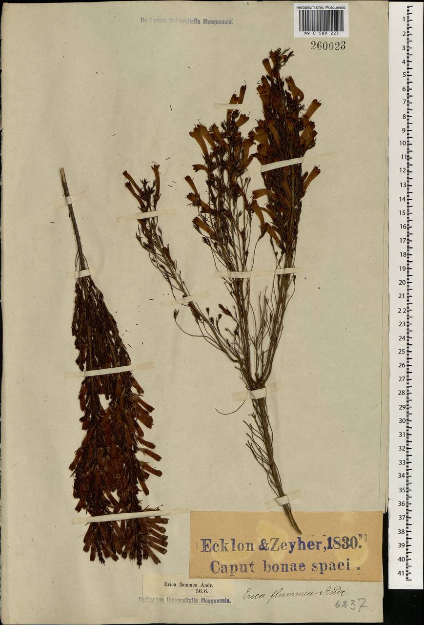 Erica bibax Salisb., Africa (AFR) (South Africa)