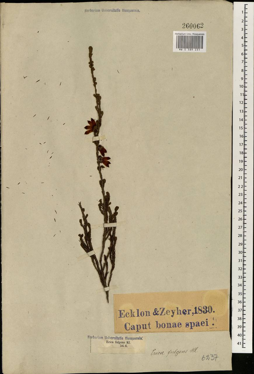 Erica foliacea subsp. fulgens (Klotzsch) E. G. H. Oliv. & I. M. Oliv., Africa (AFR) (South Africa)