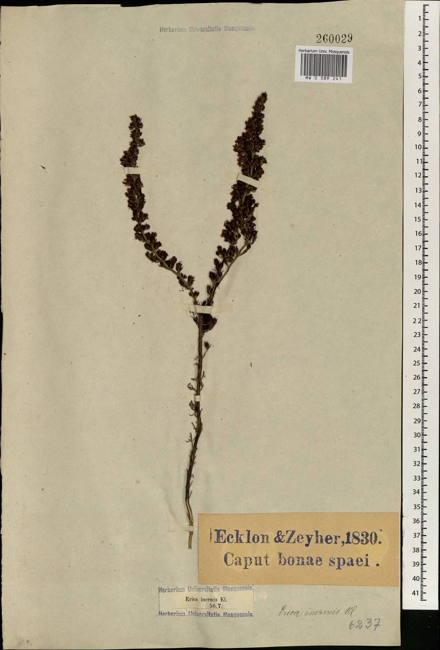Erica parviflora var. inermis (Klotzsch) Bolus, Africa (AFR) (South Africa)