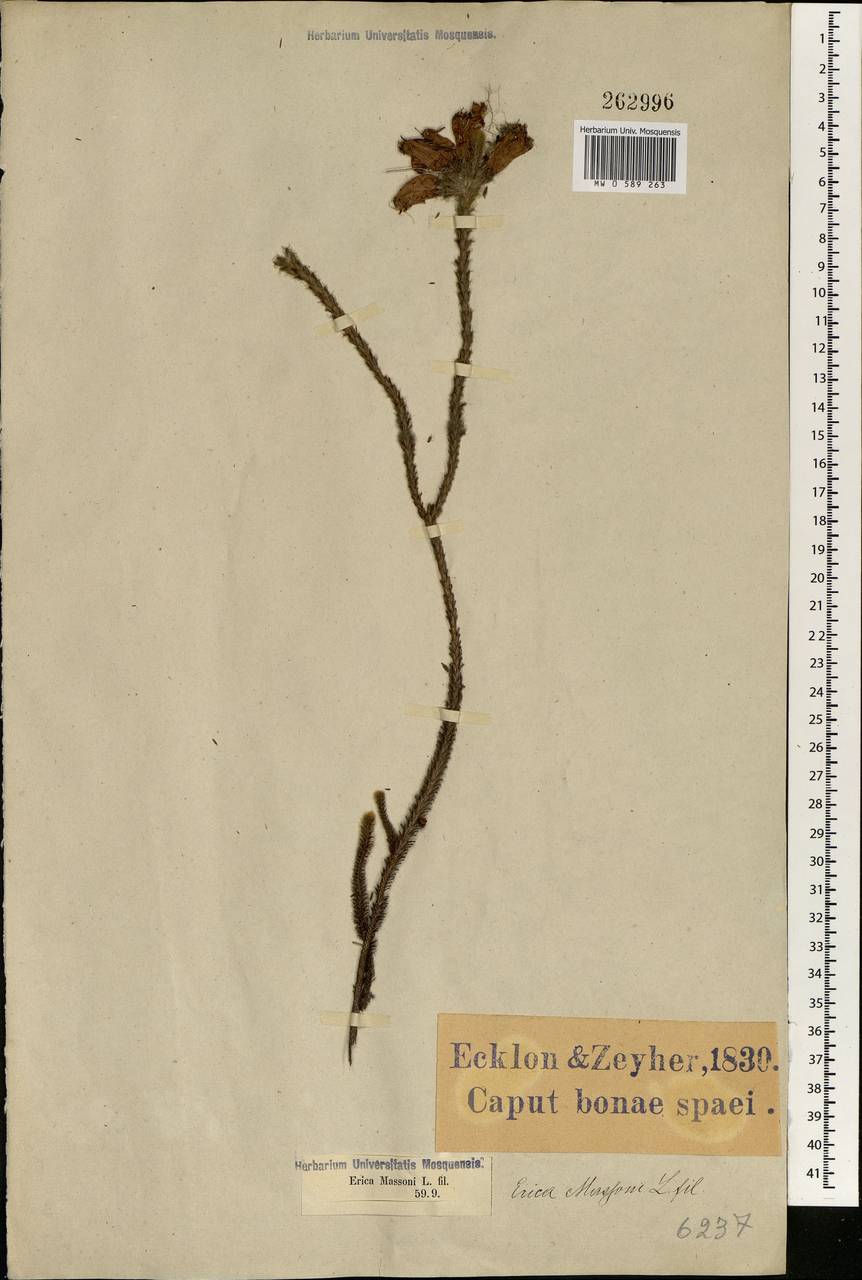 Erica massonii L. fil., Africa (AFR) (South Africa)