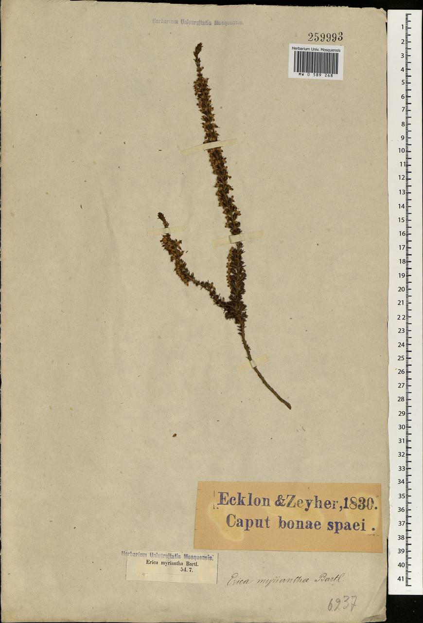 Erica imbricata L., Africa (AFR) (South Africa)