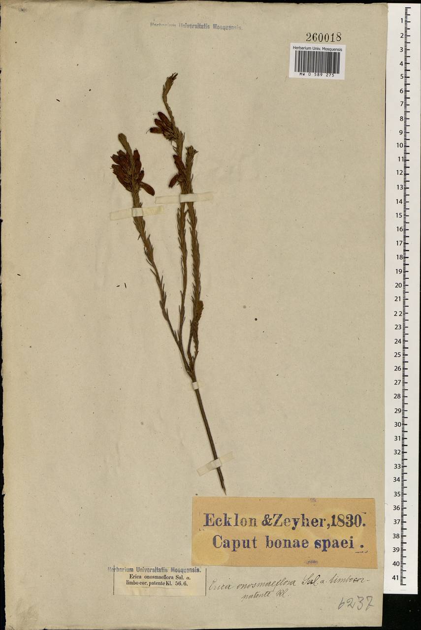 Erica viscaria subsp. macrosepala E. G. H. Oliv. & I. M. Oliv., Africa (AFR) (South Africa)