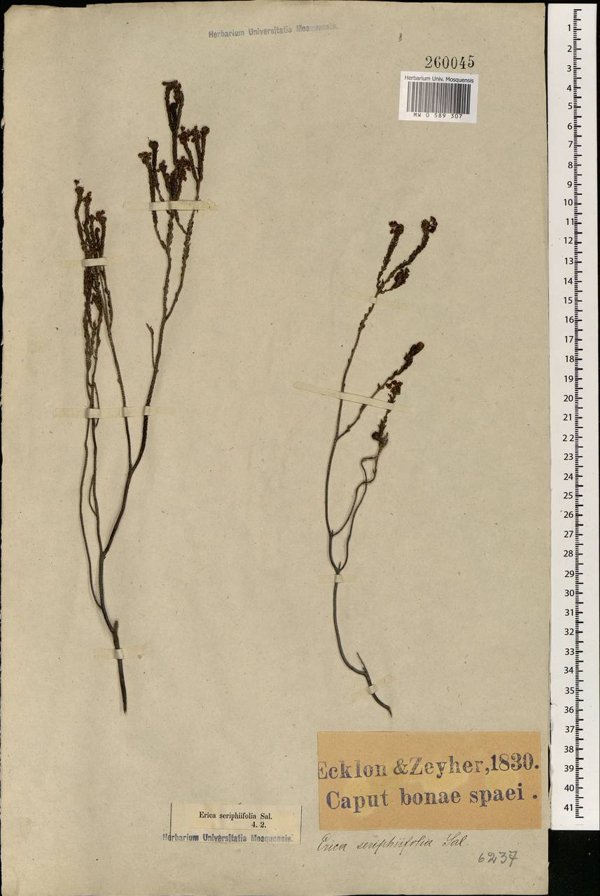 Erica seriphiifolia Salisb., Africa (AFR) (South Africa)