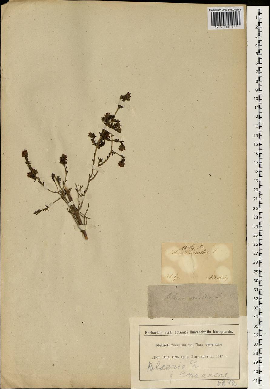 Erica ericoides (L.) E. G. H. Oliv., Africa (AFR) (South Africa)