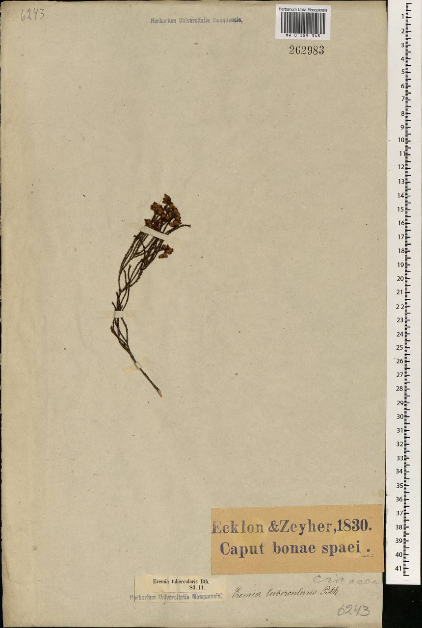 Erica tubercularis Salisb., Africa (AFR) (South Africa)