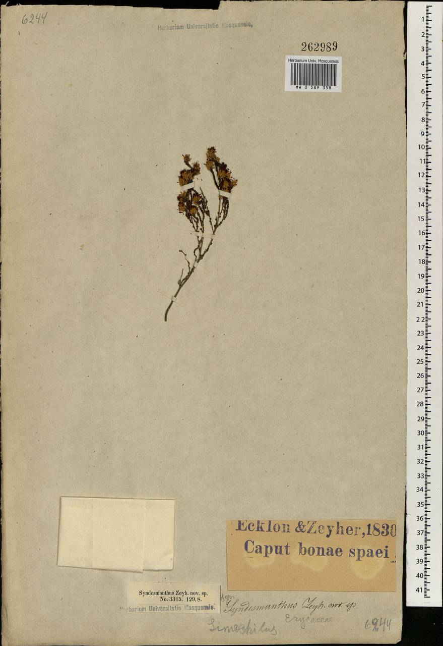 Erica, Africa (AFR) (South Africa)