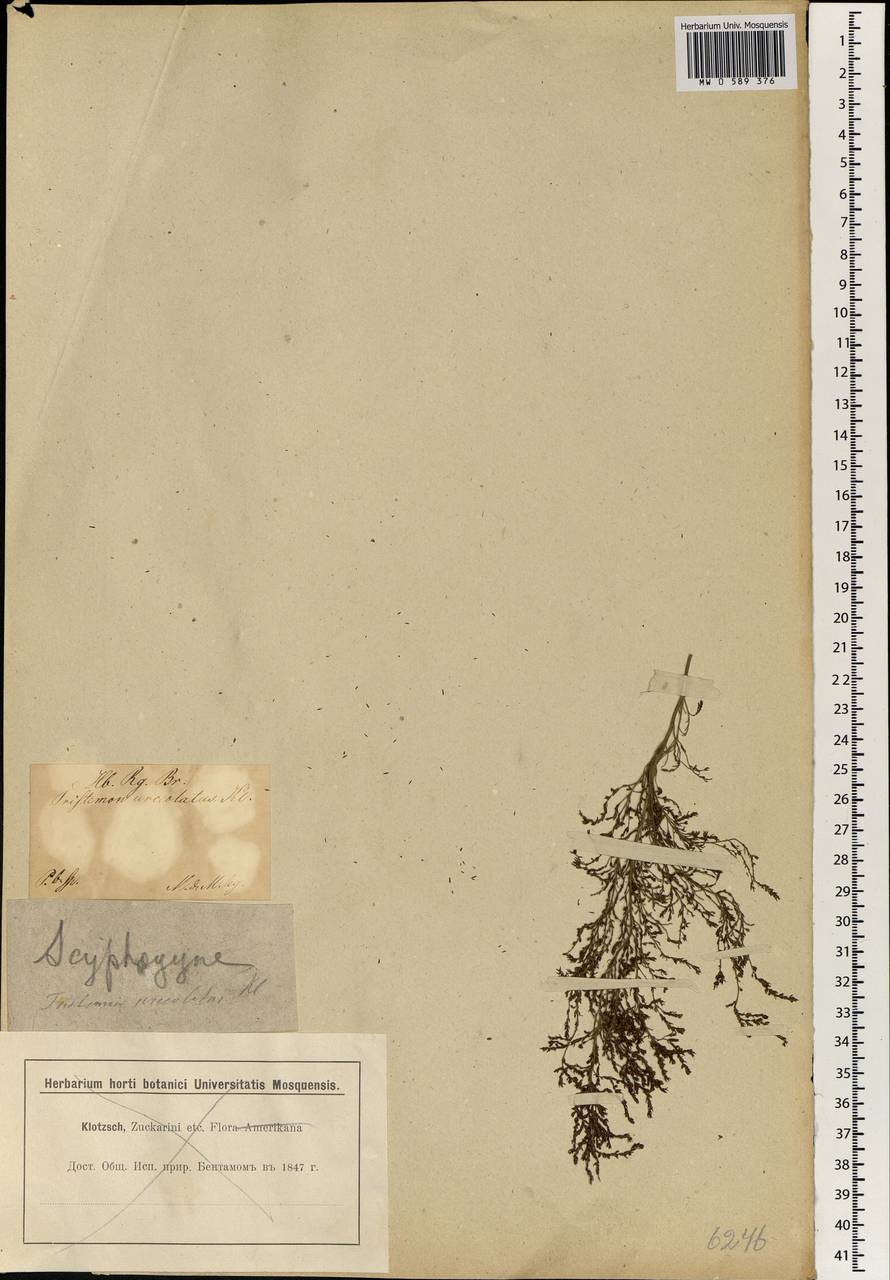 Erica urceolata (Klotzsch) E. G. H. Oliv., Africa (AFR) (South Africa)