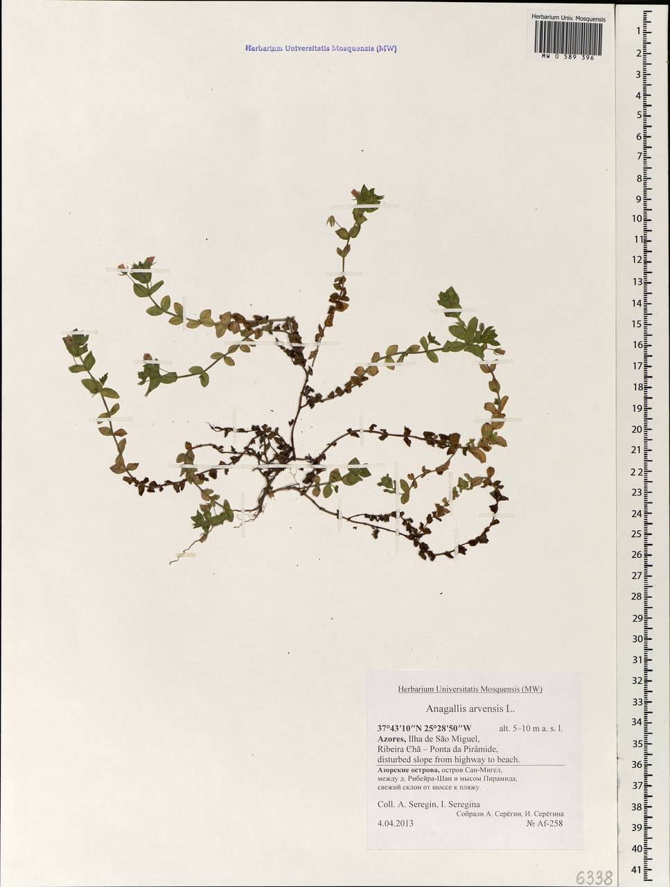 Lysimachia arvensis subsp. arvensis, Africa (AFR) (Portugal)