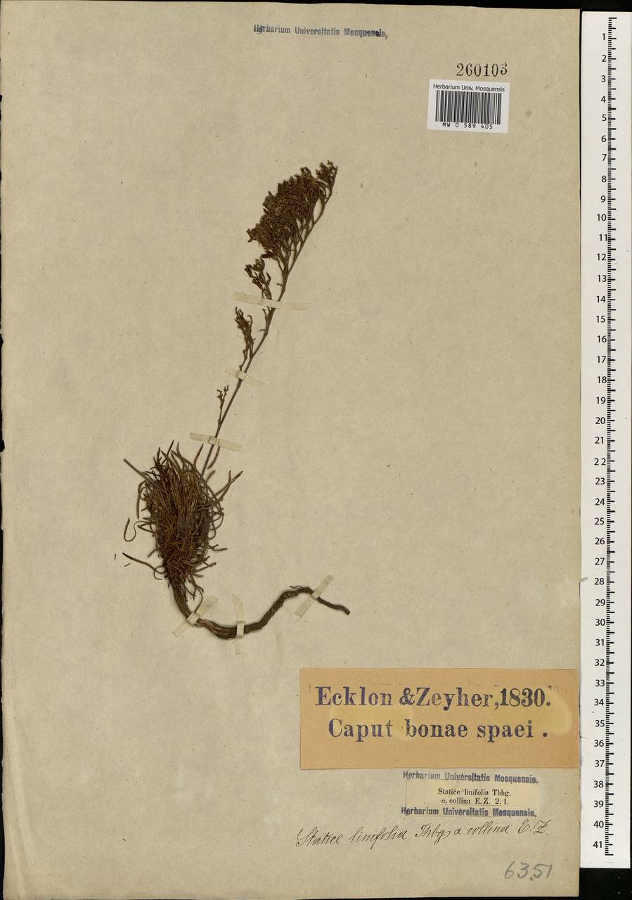 Limonium linifolium (L.fil.) Chaz., Africa (AFR) (South Africa)