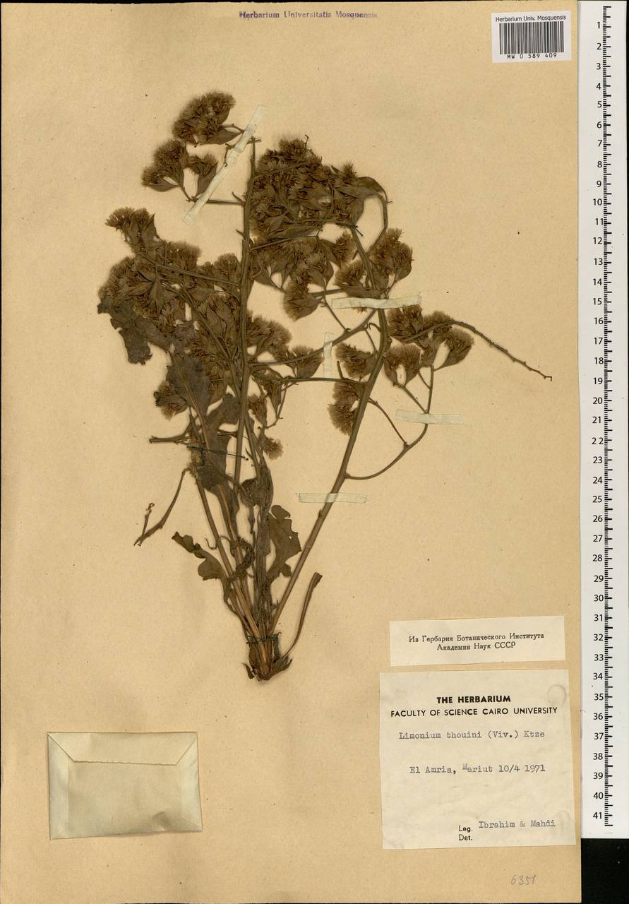 Limonium thouinii (Viv.) Kuntze, Africa (AFR) (Egypt)