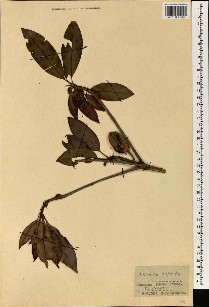 Manilkara zapota (L.) P.Royen, Africa (AFR) (Guinea)