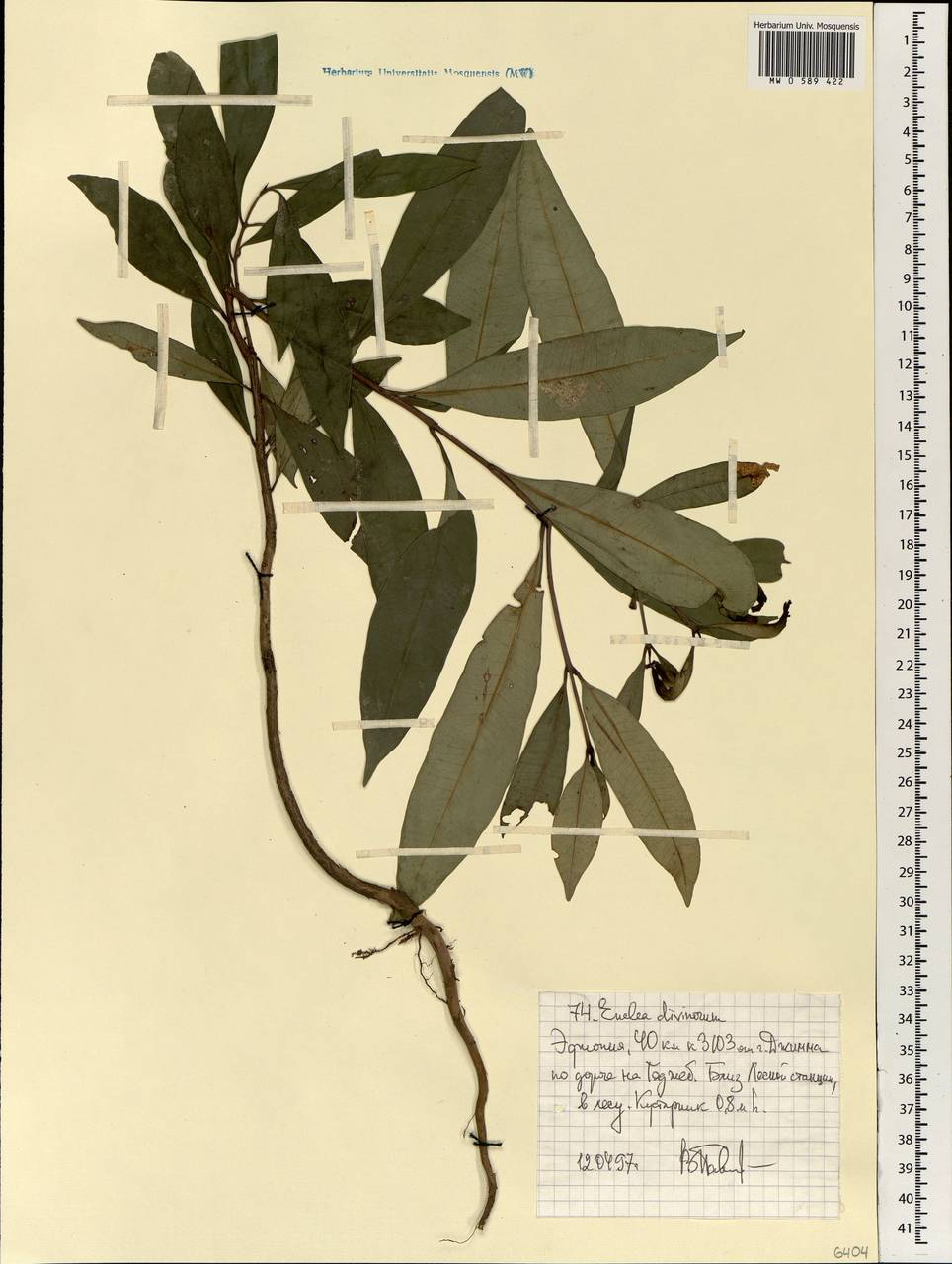 Euclea divinorum Hiern, Africa (AFR) (Ethiopia)