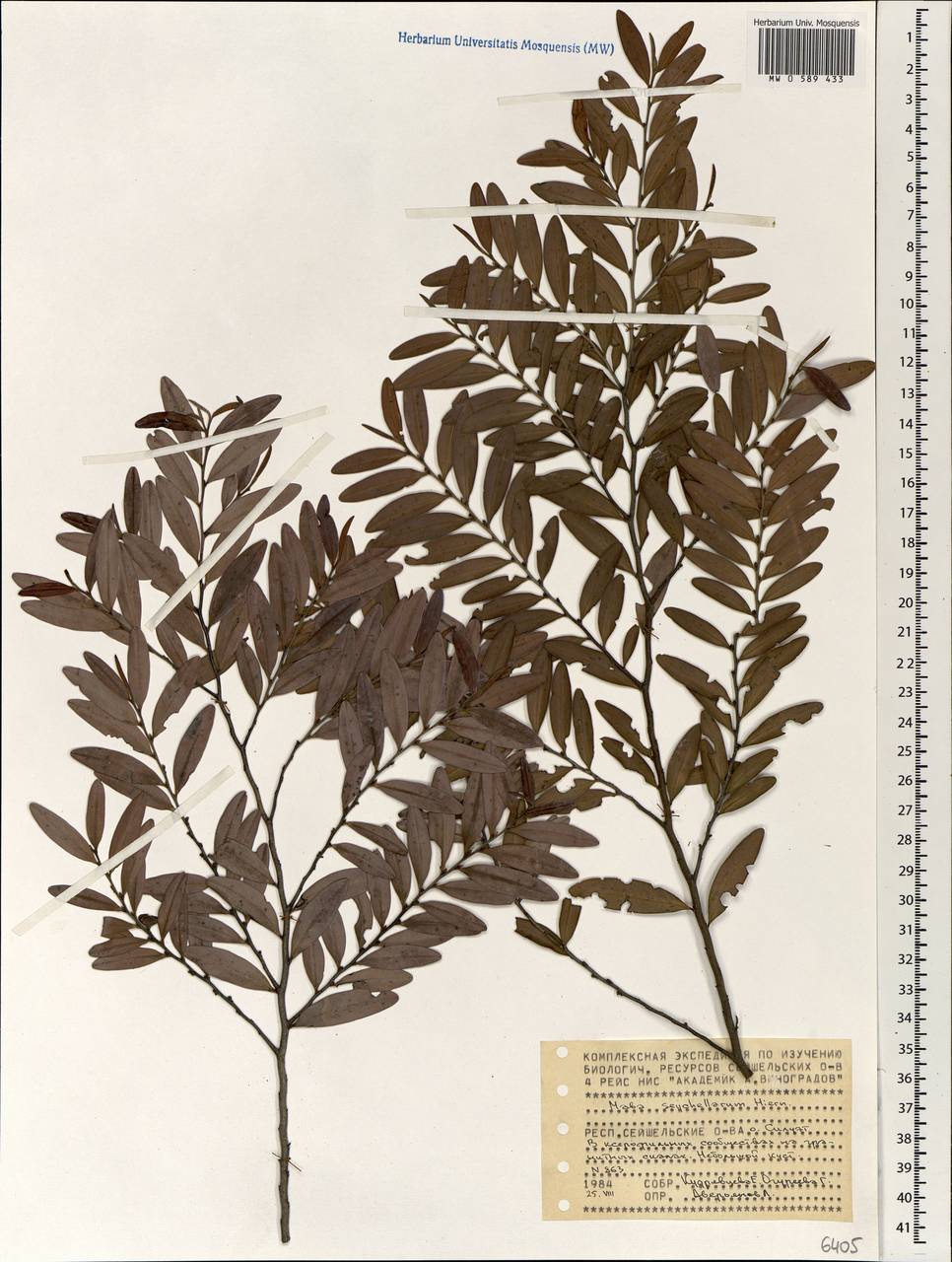 Diospyros boiviniana (Baill.) G.E.Schatz & Lowry, Africa (AFR) (Seychelles)