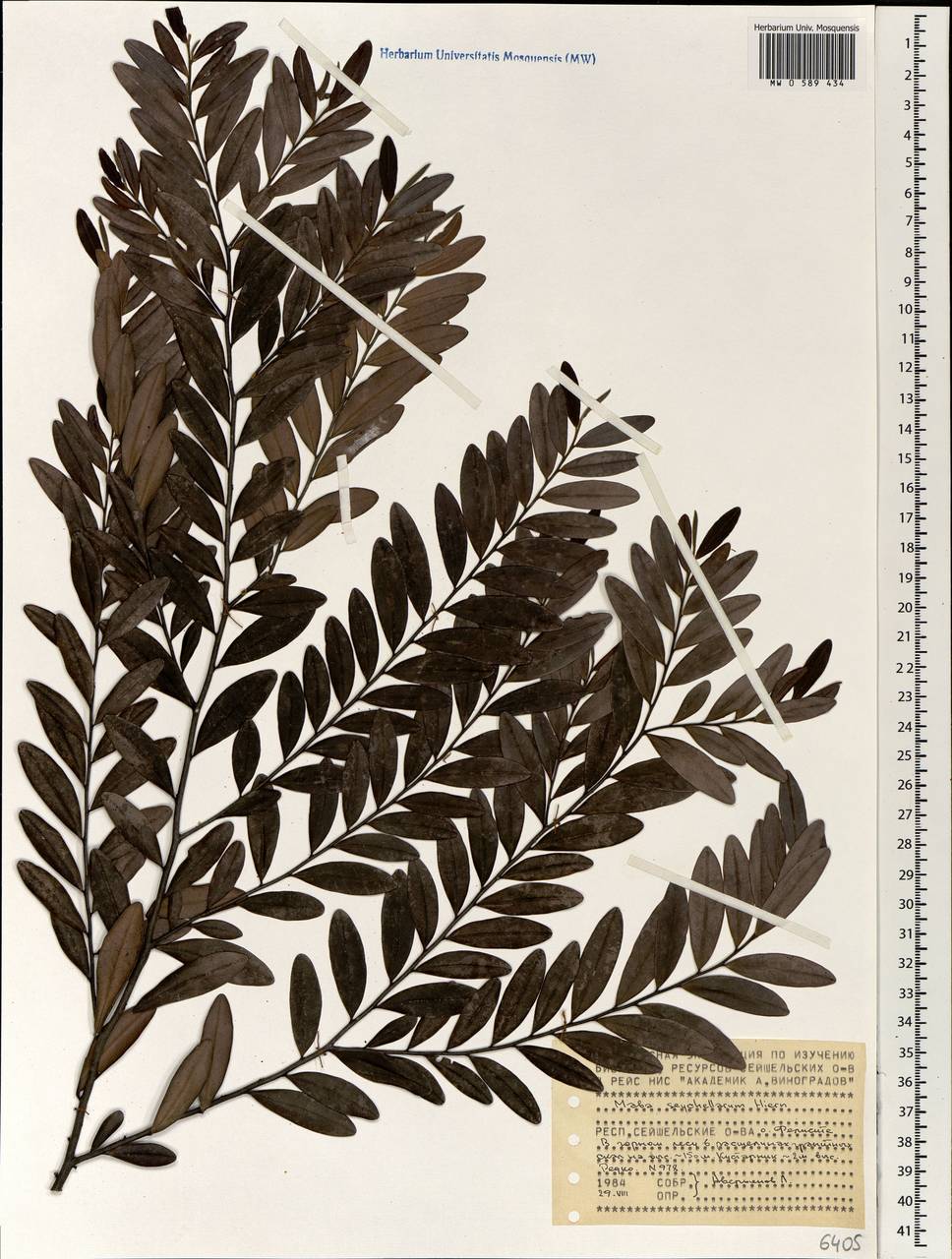 Diospyros boiviniana (Baill.) G.E.Schatz & Lowry, Africa (AFR) (Seychelles)