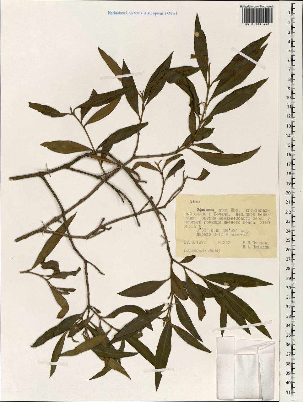 Olea, Africa (AFR) (Ethiopia)