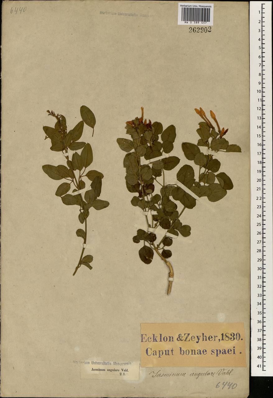 Jasminum angulare Vahl, Africa (AFR) (South Africa)