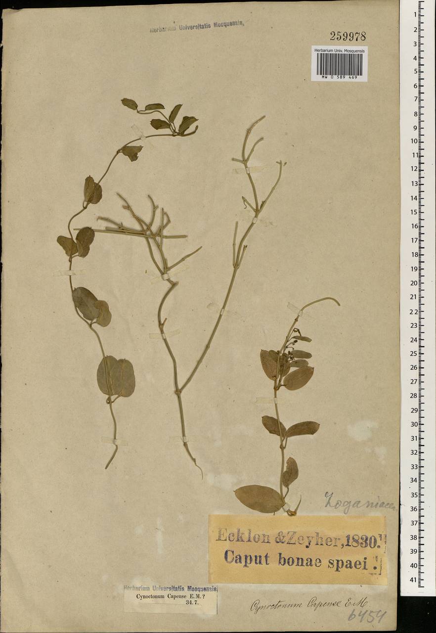 Cynanchum obtusifolium L. fil., Africa (AFR) (South Africa)