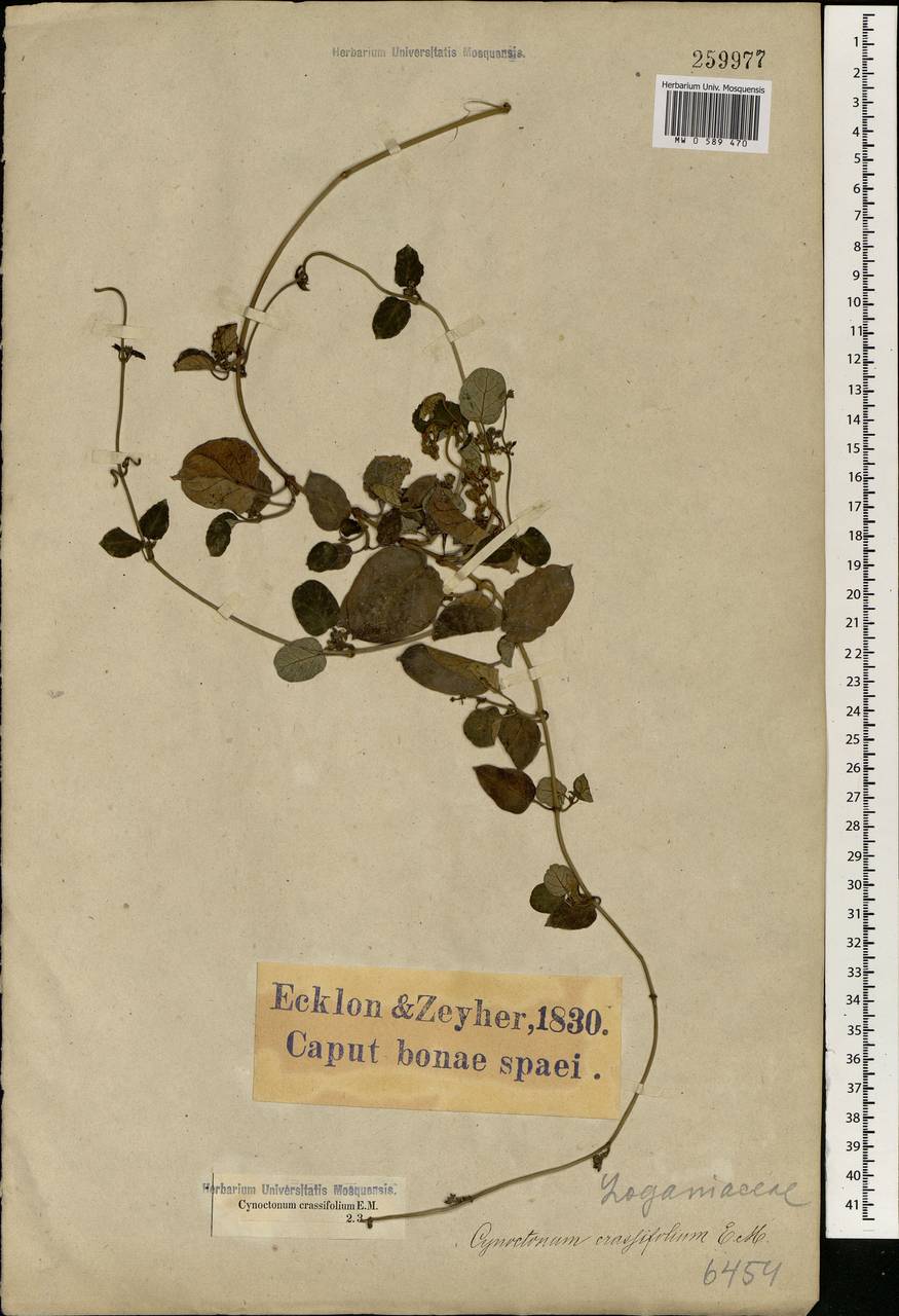 Cynanchum africanum (L.) Hoffmanns., Africa (AFR) (South Africa)