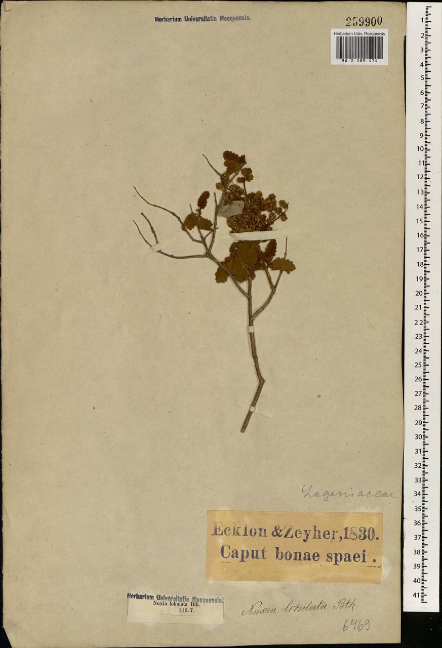 Buddleja glomerata H.Wendl., Africa (AFR) (South Africa)